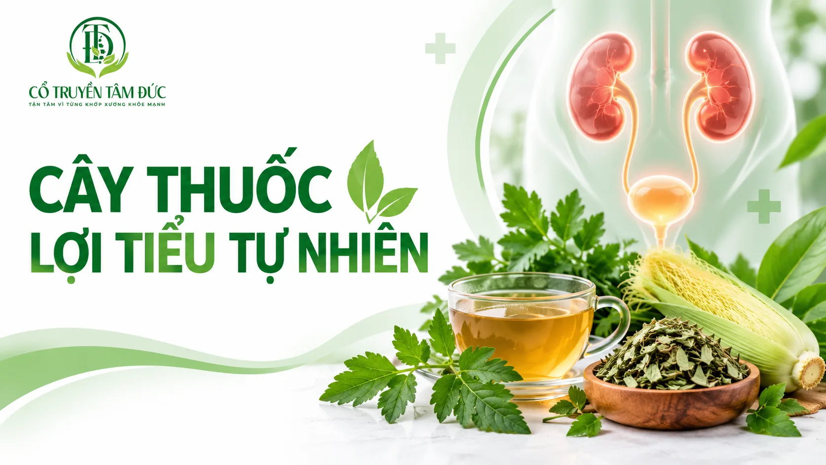 Cây thuốc lợi tiểu tự nhiên: Loại nào thường được dùng và cách sử dụng an toàn